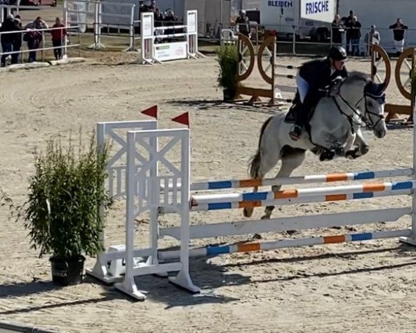 broodmare Bigi-G (Oldenburg, 2011, from Cornet's Stern)