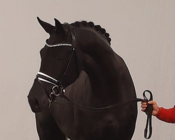 Pferd Lord Formidable (Westfale, 2020, von Le Formidable)