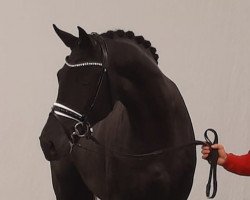 Pferd Lord Formidable (Westfale, 2020, von Le Formidable)