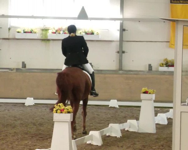 Reitturnier Waghäusel-Wiesental 2022