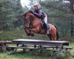 Dressurpferd Lord Lutz 2 (Westfale, 1999, von Laurentianer)