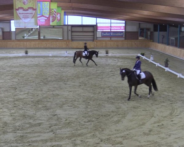 Reitturnier Steinhagen 2022