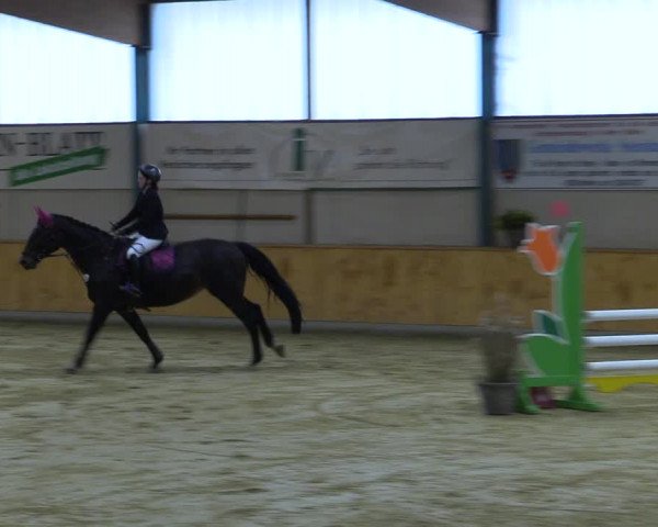 Reitturnier Steinhagen 2022