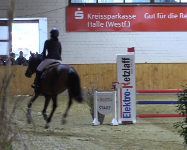 Reitturnier Steinhagen 2022