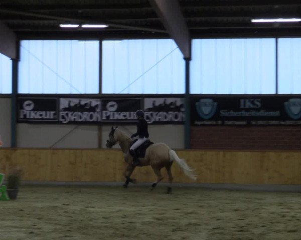 Reitturnier Steinhagen 2022