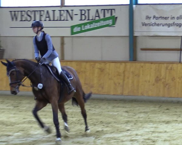 Reitturnier Steinhagen 2022