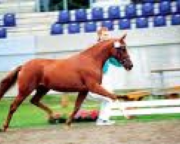 broodmare Tassja (German Riding Pony, 1996, from Top Nonstop)