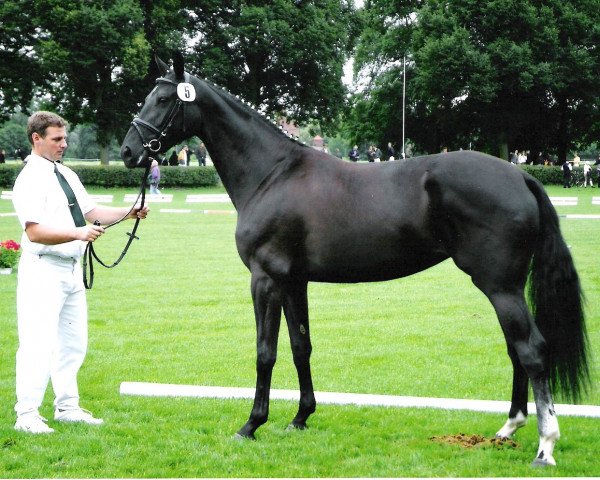 broodmare Collage (Saxony-Anhaltiner, 2002, from Campari M) broodmare Collage (Saxony-Anhaltiner, 2002, from Campari M)