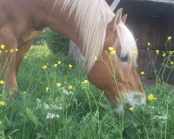 Pferd Sir Shendow (Haflinger, 2000)