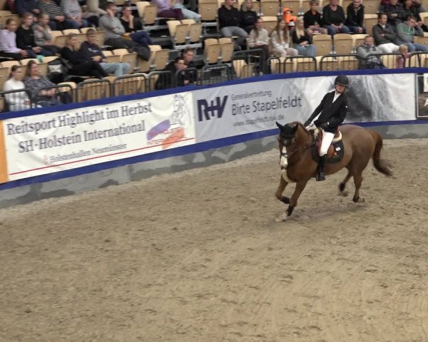 FEI Reitturnier Neumünster 2022