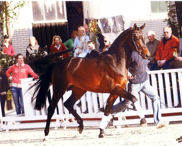 Springpferd Happy Hopsi (Oldenburger, 2006, von Heops)