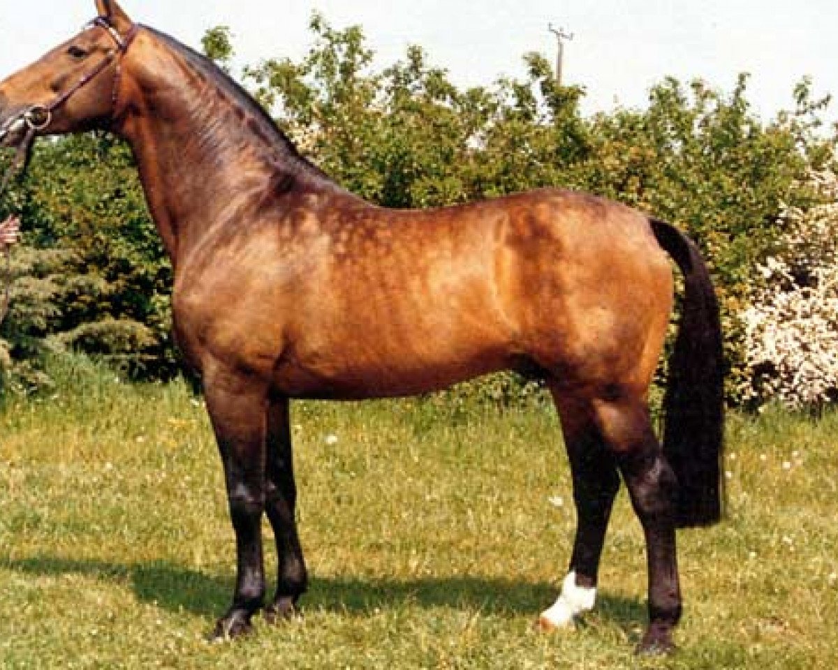 stallion Renaldo (Westphalian, 1968, from Remus I)