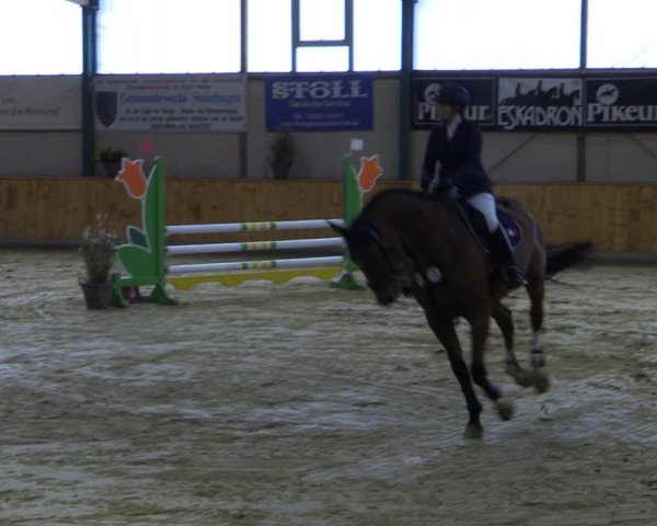 Reitturnier Steinhagen 2022