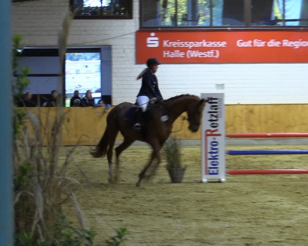 Reitturnier Steinhagen 2022