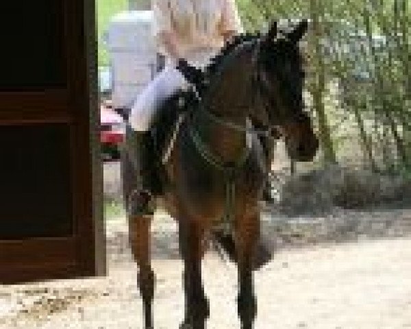 horse Cim-Christoph (Holsteiner, 2000, from Candillo Z)