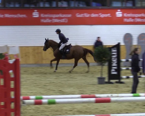 Reitturnier Steinhagen 2022