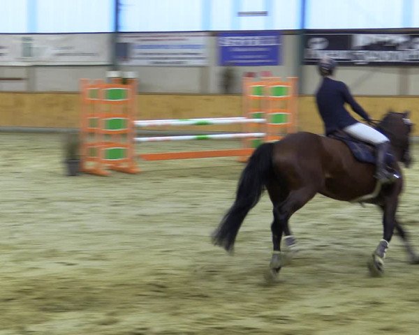 Reitturnier Steinhagen 2022