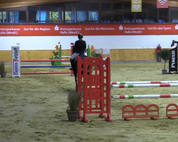 Reitturnier Steinhagen 2022