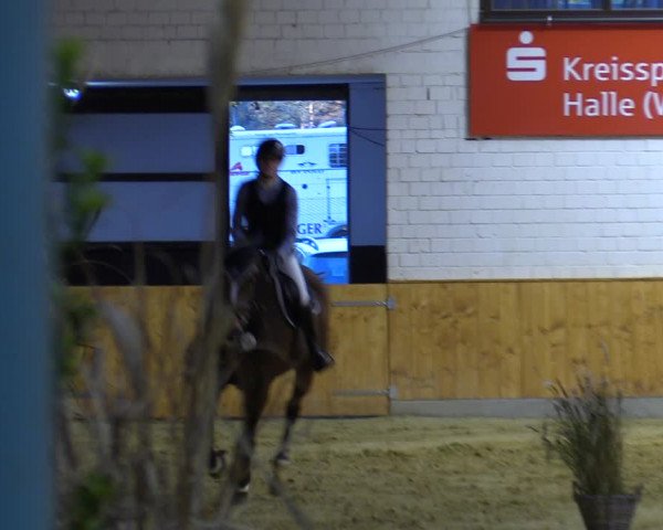 Reitturnier Steinhagen 2022