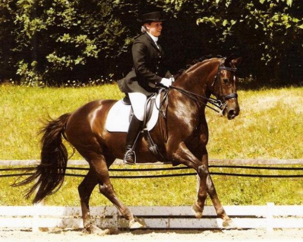 horse Diorella 37 (Rhinelander, 1995, from Donnerschlag)