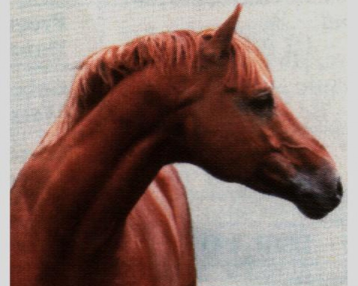stallion Morgenglanz (Trakehner, 1964, from Abglanz)