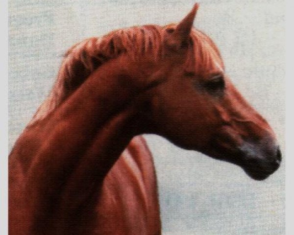 Deckhengst Morgenglanz (Trakehner, 1964, von Abglanz) Deckhengst Morgenglanz (Trakehner, 1964, von Abglanz)