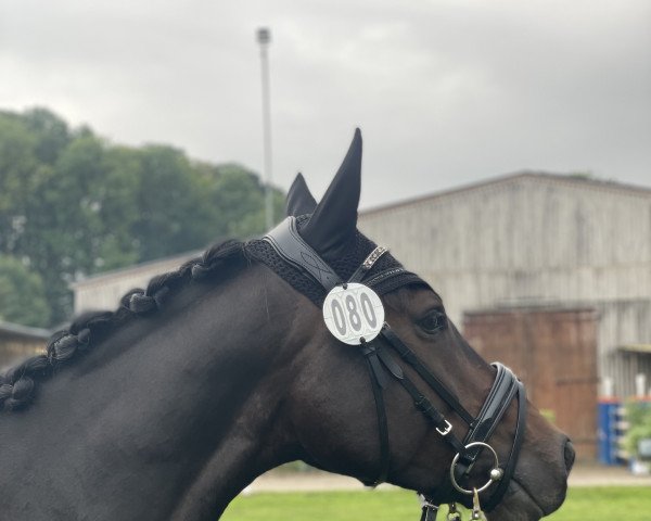 dressage horse Demaris (Oldenburg, 2016, from Danzador)