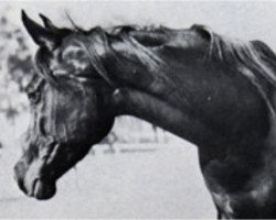 broodmare Mohga 1956 EAO (Arabian purebred, 1956, from El Sareei 1942 RAS)
