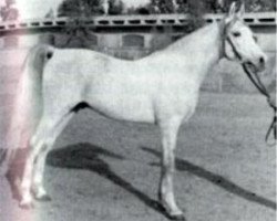 stallion Ibn Maisa EAO (Arabian purebred, 1957, from Nazeer 1934 RAS)