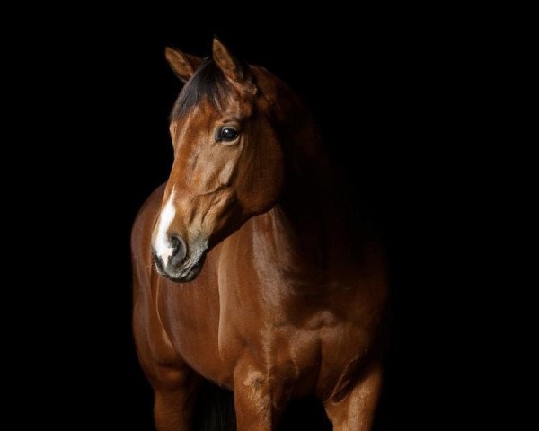 jumper Vanadis 4 (Trakehner, 2011, from Tycoon)
