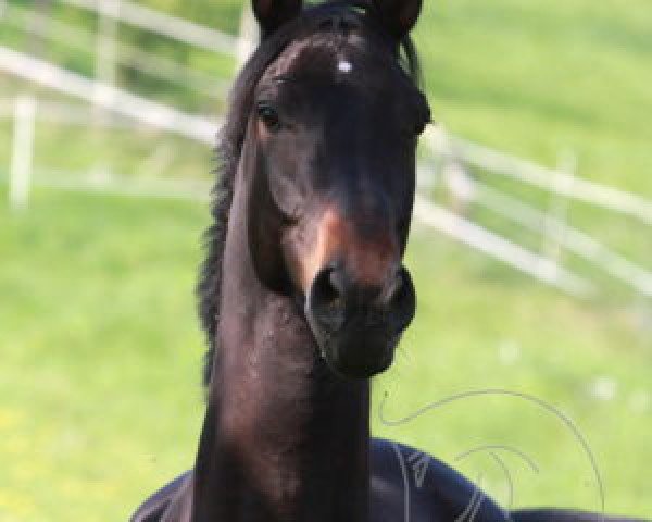 Springpferd Herr Hugo (Westfale, 2005, von Heraldik xx)