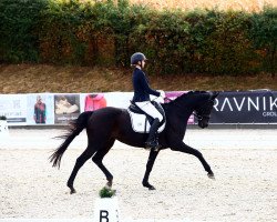 dressage horse Delina di Caprio (Hanoverian, 2004, from Don Frederico)