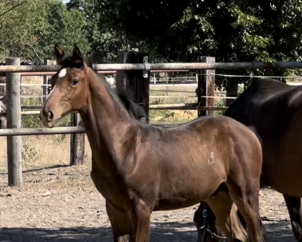 Pferd Dylan (Oldenburger Springpferd,  , von Diego de Semilly)