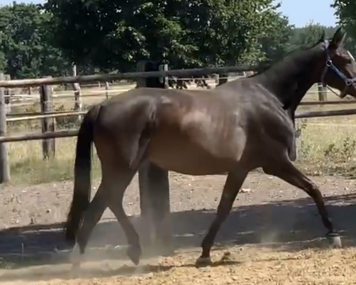 Zuchtstute Hannelore II (Deutsches Sportpferd, 2015, von Stakkato Gold)