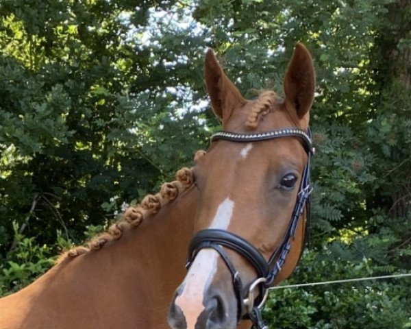 broodmare Belle Fleur (German Riding Pony, 2019, from Dancing Star)