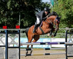 Springpferd Charlie Brown 139 (Holsteiner, 2016, von Calido I)