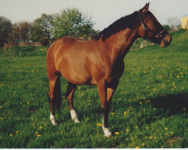broodmare Sydney (German Warmblood, 1995, from Hombre) broodmare Sydney (German Warmblood, 1995, from Hombre)