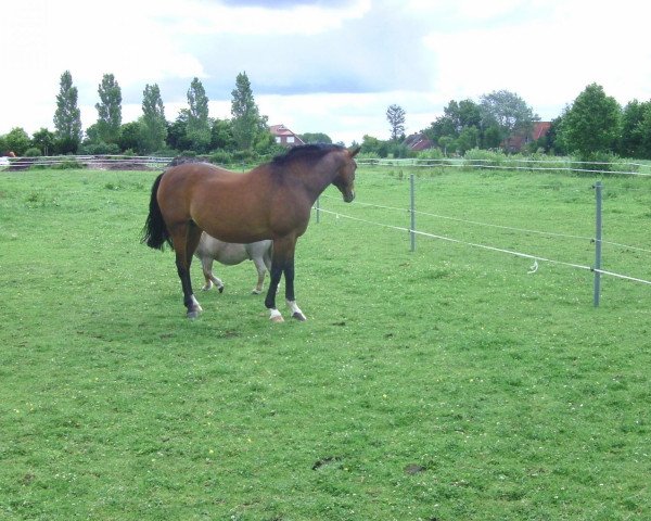 Pferd Argentina (Oldenburger Springpferd, 1996, von Argentan I)