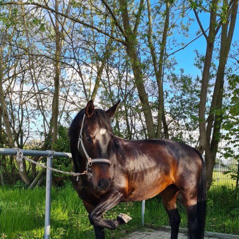 dressage horse Count Tessa (Hanoverian, 2011, from Count Grannus)