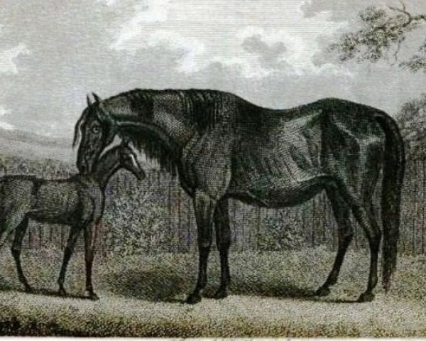 broodmare Eclipse Mare xx (Thoroughbred, 1775, from Eclipse xx)