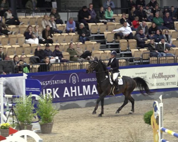 FEI Reitturnier Neumünster 2022