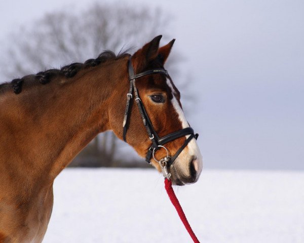 Dressurpferd Calypso (Deutsches Reitpferd, 1995, von Three-B-Valerian)