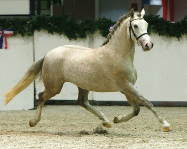 dressage horse Montgomery (German Riding Pony, 2006, from Grenzhoes Montgomery)