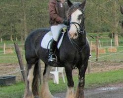 Dressurpferd Isa (Tinker-Mix / Pinto Tinker / Crossbreed, 2000)