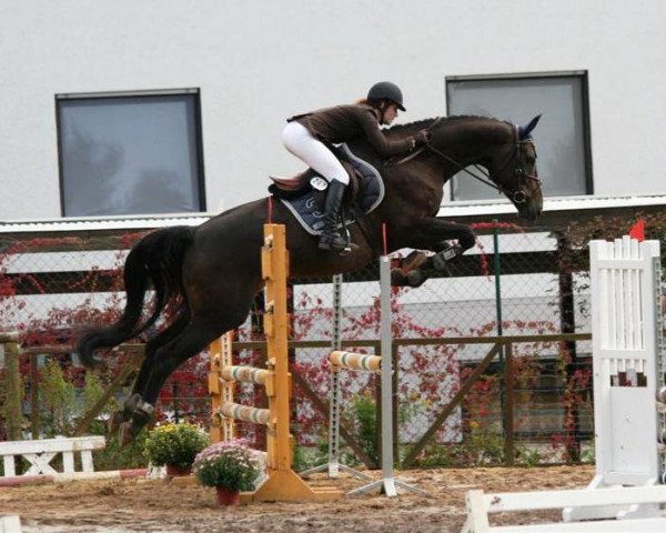 horse Risiko 48 (Hanoverian, 2005, from Rubin of Darkness)
