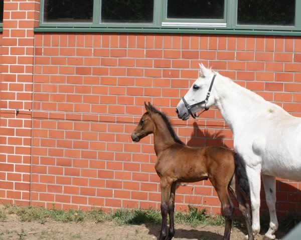 broodmare Abigail 34 (Holsteiner, 1993, from Athlet Z)