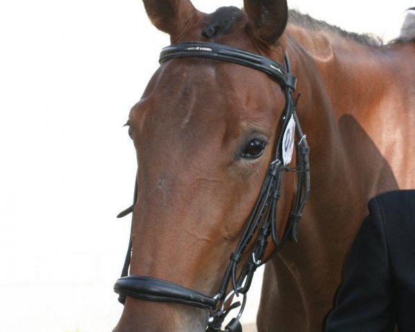 broodmare Charissma (Westphalian, 2007, from Gut Saalhoff's Canzler) broodmare Charissma (Westphalian, 2007, from Gut Saalhoff's Canzler)