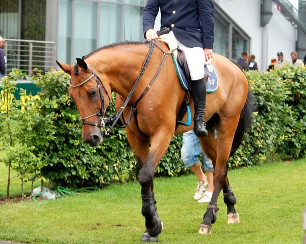 jumper Lantinus 3 (Hanoverian, 1998, from Landkönig)
