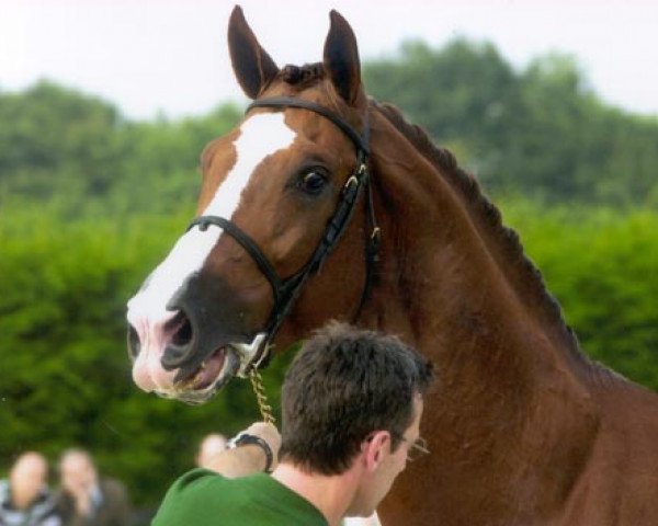 stallion Turbo van het Gestelhof (Belgian Warmblood, 1996, from Darco)