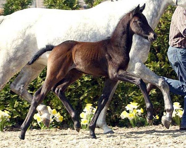 Springpferd Mont du Lys (Westfale, 2007, von Montender)